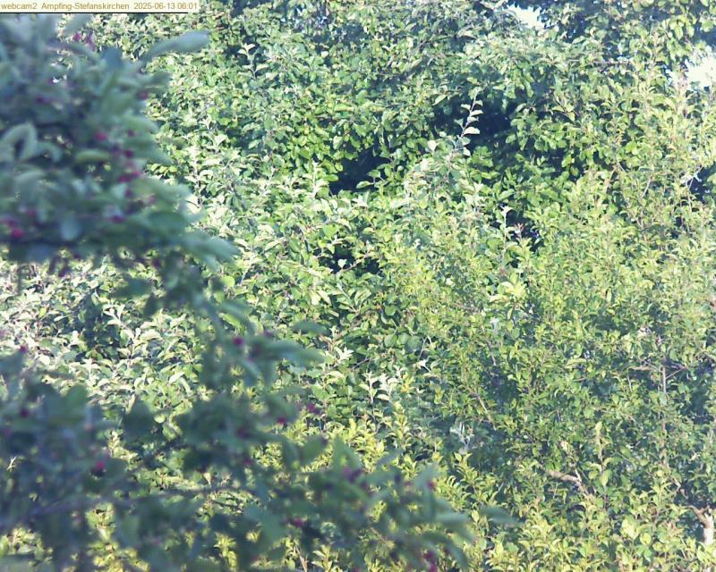 xxFoto von 2025-06-13_060134