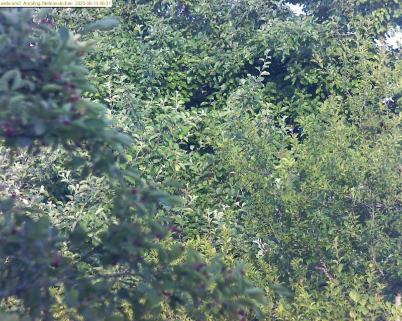 xxFoto von 2025-06-13_063134